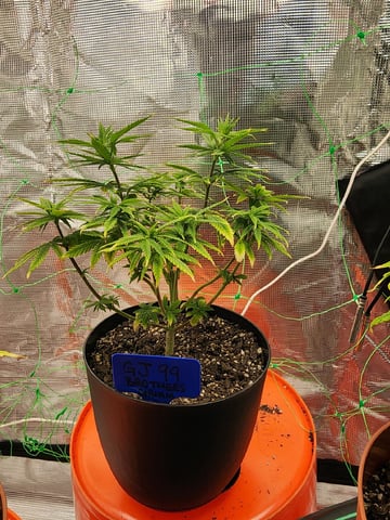 HE1E we GROW  — vegetative, day 79
