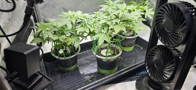 Girl Scout Cookies  — vegetative, day 62