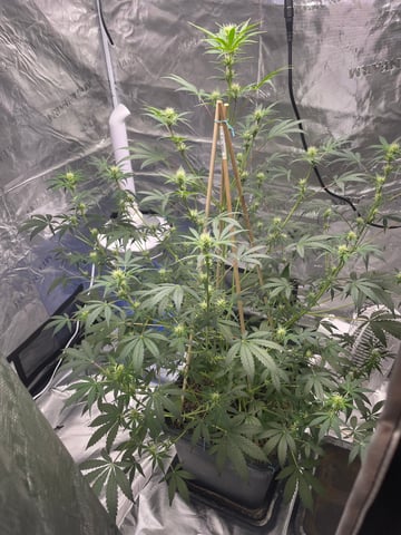 ripleys og — flower, day 52