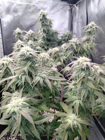 Second Grow — flower, day 27