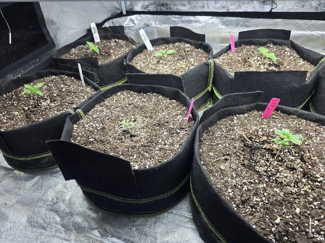 Autos AGAIN — vegetative, day 14