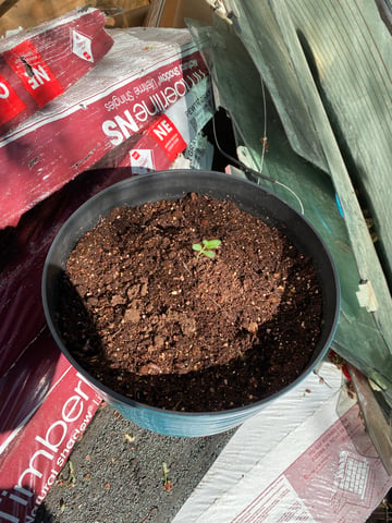 My First Grow — seedling_rooting, day 13