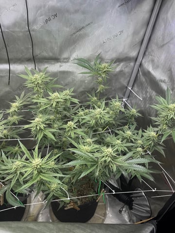 catpiss canyon & Apple Candie  — flower, day 11