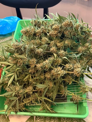 Indoor & Outdoor Grow 6 — harvest, day 72