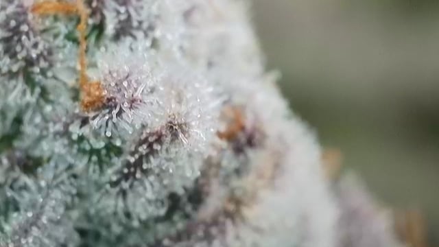 First Grow — flower, day 122