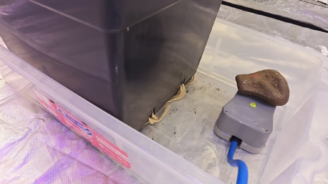 first grow adventure  — flower, day 79