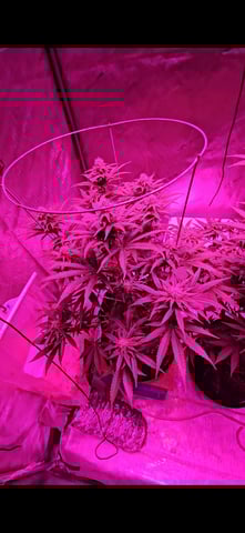 BLACKCHERRY SHERB — flower, day 50