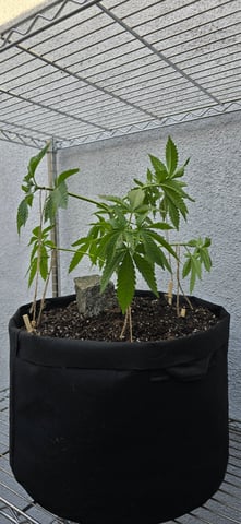 Mystery Weed Plant — vegetative, day 61