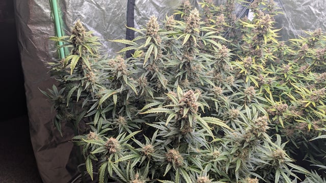 Strawberry Cheesecake Seedsman Seeds Autoflowers x2 — flower, day 91