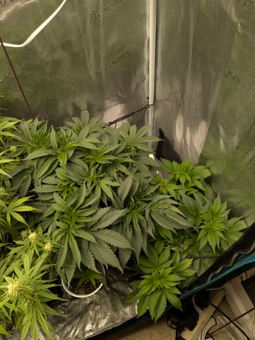 first grow — flower, day 45