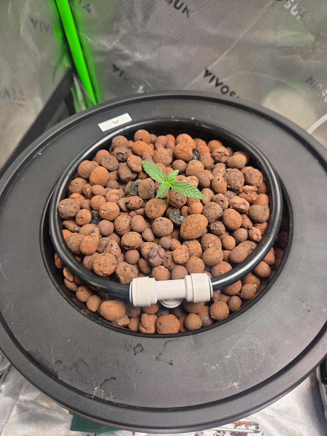 Northern Lights / Banana Kush