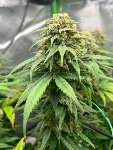 Blue Dream Photos — flower, day 98