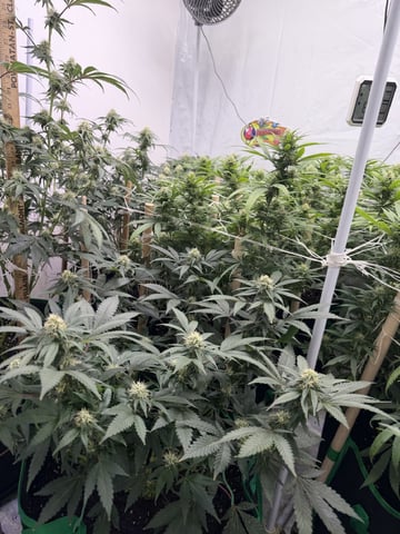 Indoor Grow  — flower, day 171