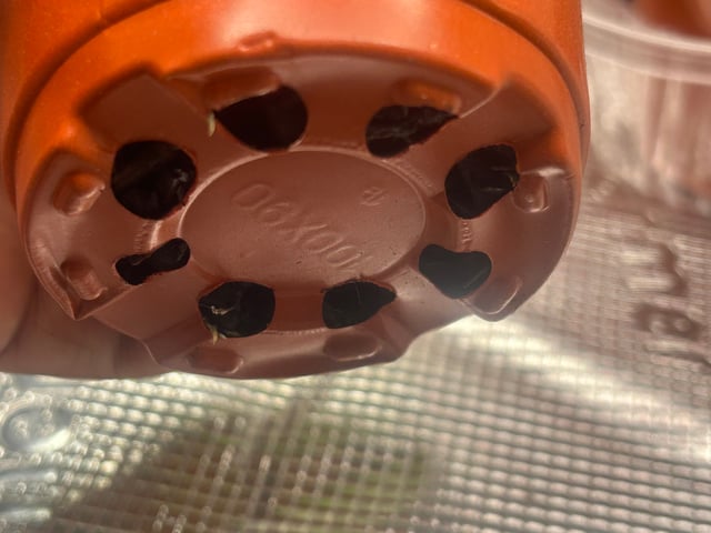 2025-26 harvest INDOOR — seedling_rooting, day 46