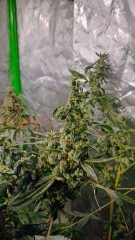 1st Batch — flower, day 125