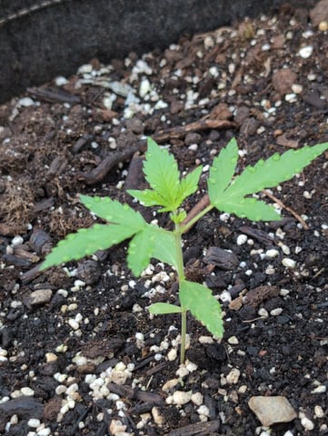 Gorilla Cookies Auto