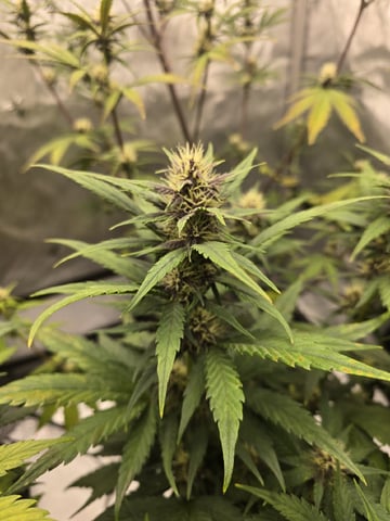 2nd Grow Lemon Cherry Cookies — flower, day 45