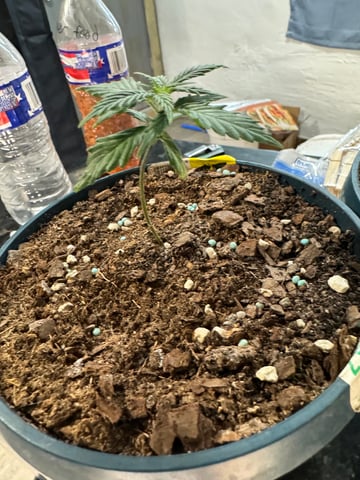 First Grow — vegetative, day 9
