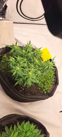 First Grow with the new setup  — auto, day 48