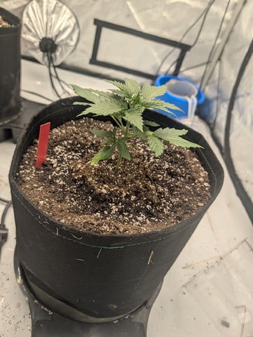 Guava, Guava, Gelato  — vegetative, day 18