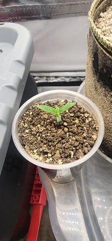 El Chemi Kiwi autoflower  — seedling_rooting, day 1