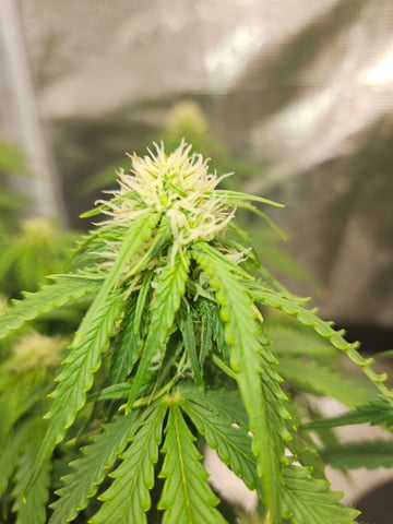 3 bears auto flower  — flower, day 43