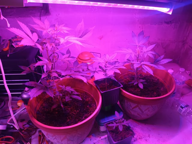 aurora auto — vegetative, day 57