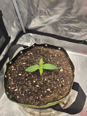 mc nuggets r1 — vegetative, day 9