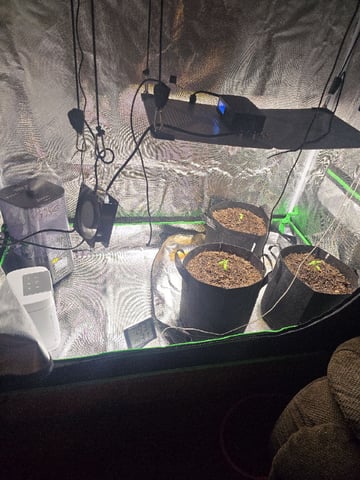 new start — vegetative, day 21