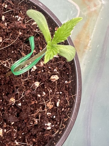 Ztrawberriez (Auto) 2026 - 1 — seedling_rooting, day 9