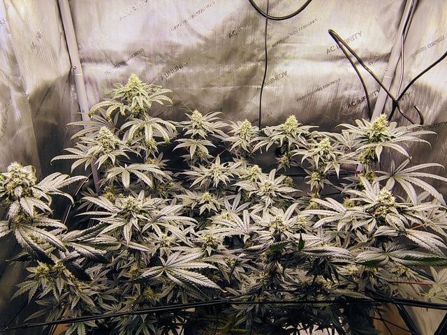 Athena Run  — flower, day 80