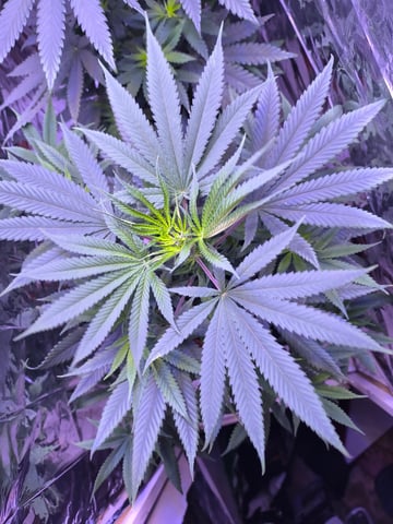 unknown strain 1st grow — flower, day 45