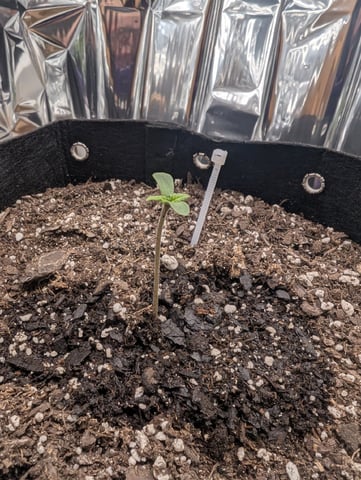 Zkittlez (Auto) — seedling_rooting, day 6