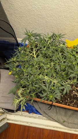 Quick Auto Summer Grow