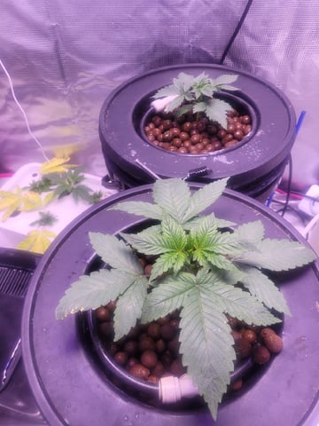 Making Crosses  — vegetative, day 62