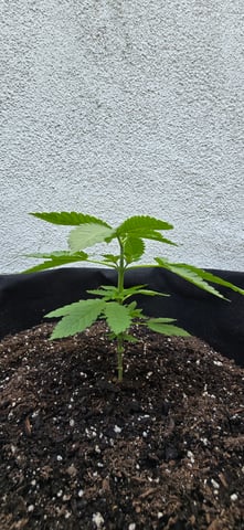 Mystery Weed Plant — vegetative, day 49