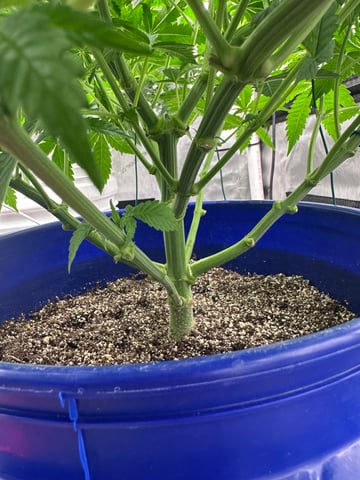Grow#2 — vegetative, day 37