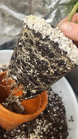 1st grow indoors(cardboard box to 2x2x4 to 5x5x6) — vegetative, day 64