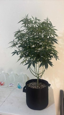 PKB remix/PotG — flower, day 75