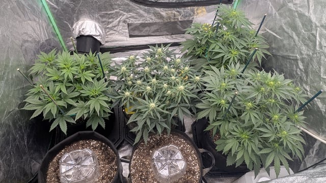 Perpetual Autoflower Mixed Grow #3 — vegetative, day 37