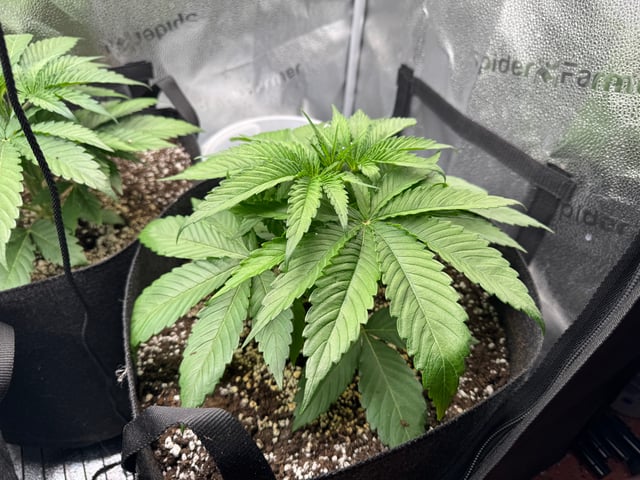 Garden of Weed’n 3.0 — vegetative, day 26