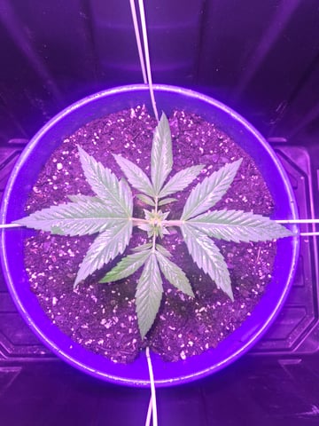 5 Random Seeds in a pot I found in my grinder. — vegetative, day 15