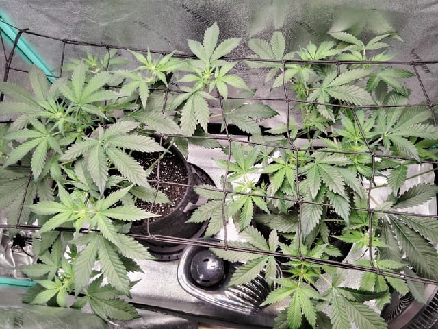 LSD Auto