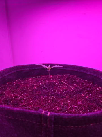 First Grow — seedling_rooting, day 9