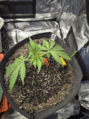Grow 1 2026 Gelato Rainbow Sherbert  — vegetative, day 19