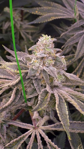 zlurricane blast — flower, day 119