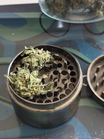 3 seeds  — done, day 104
