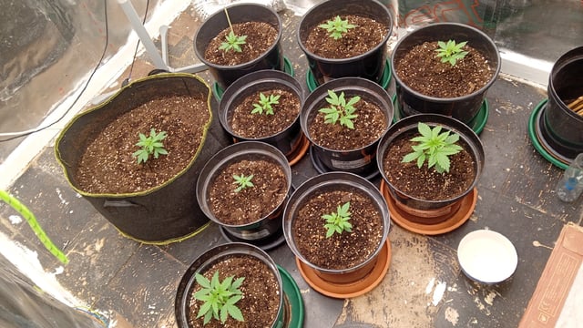 4 Different Kinds Of Autos  — vegetative, day 22