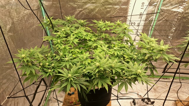 Blackberry Kush — flower, day 82