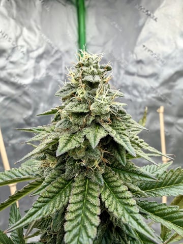 Bluntz Grow